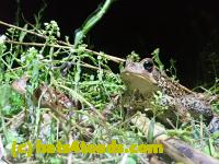 /home//u458753944/public_html/sourcegallery//Roxborough Toad Detour/2021/2021-04-11/P4110220.JPG